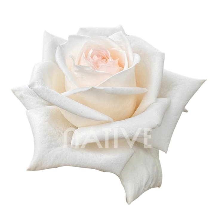 White O'hara Roses 60 CM