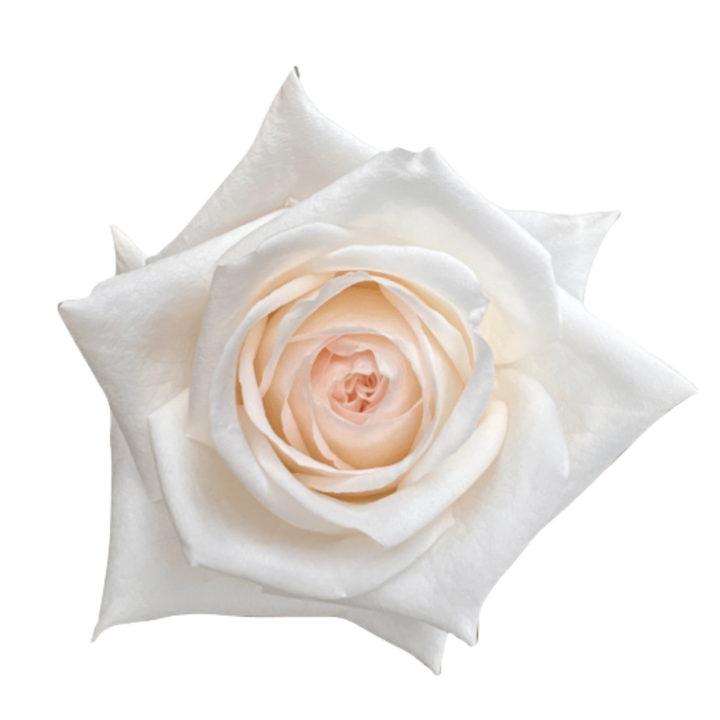 White O'hara Roses 60 CM