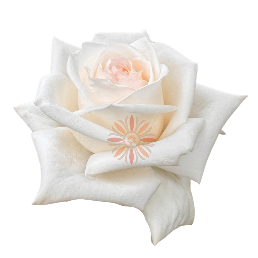 White O'hara Roses 60 CM