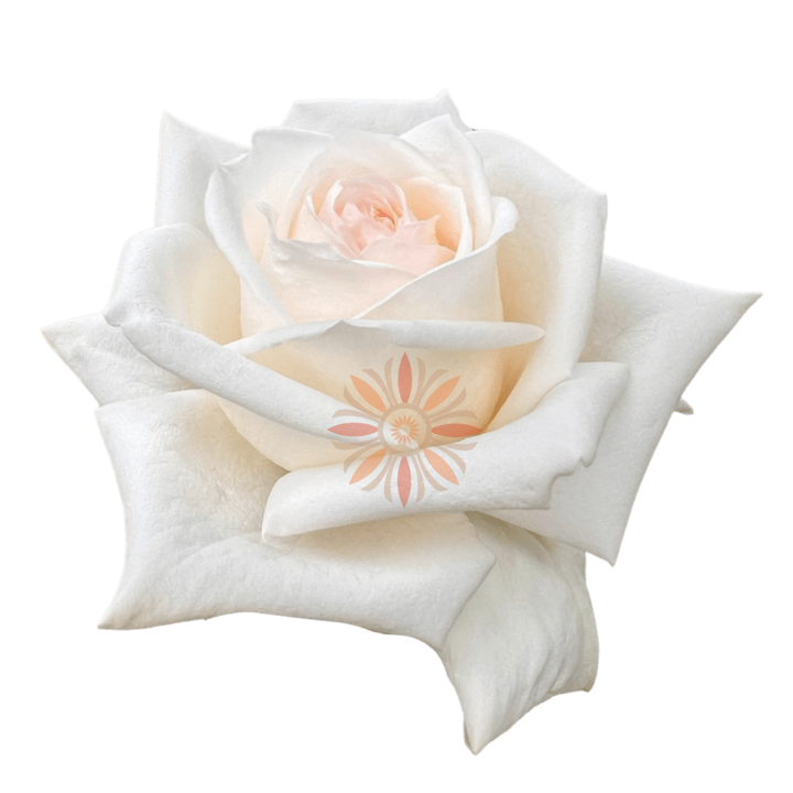 White O'hara Roses 60 CM