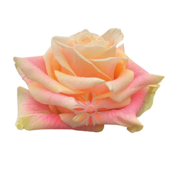 Wild Crown Roses 40 CM