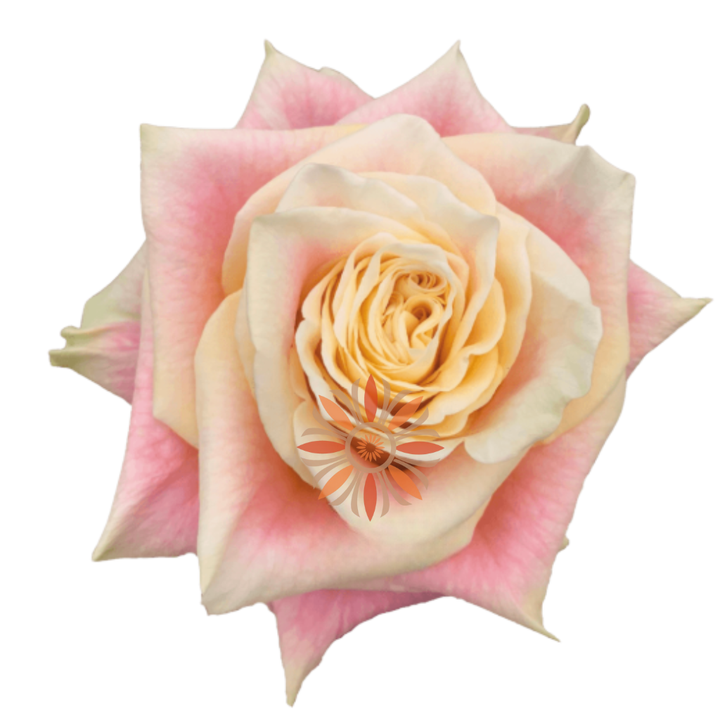 Wild Crown Roses 40 CM
