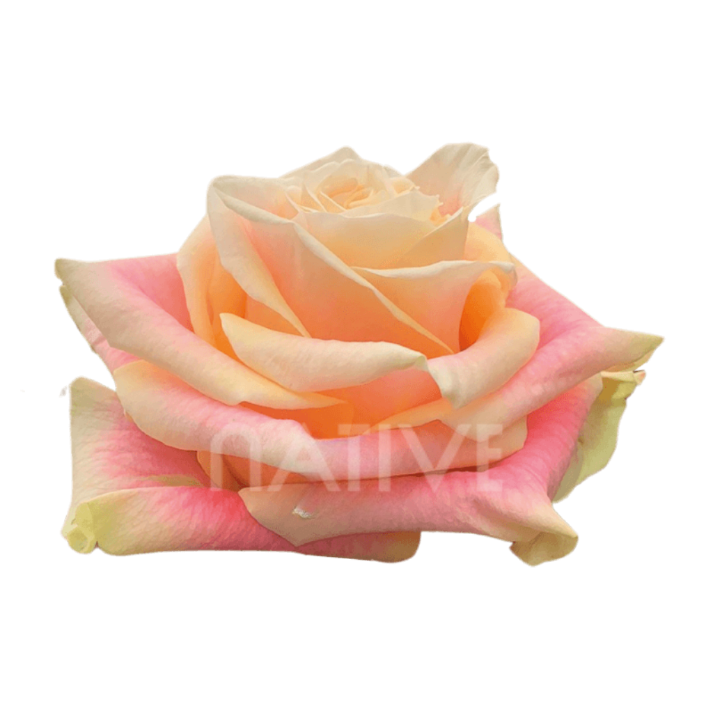 Wild Crown Roses 40 CM