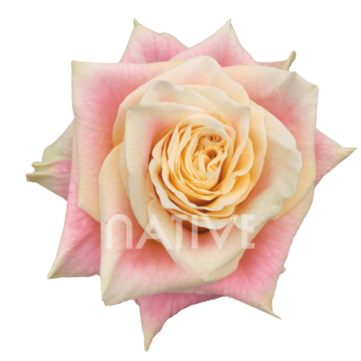 Wild Crown Roses 40 CM