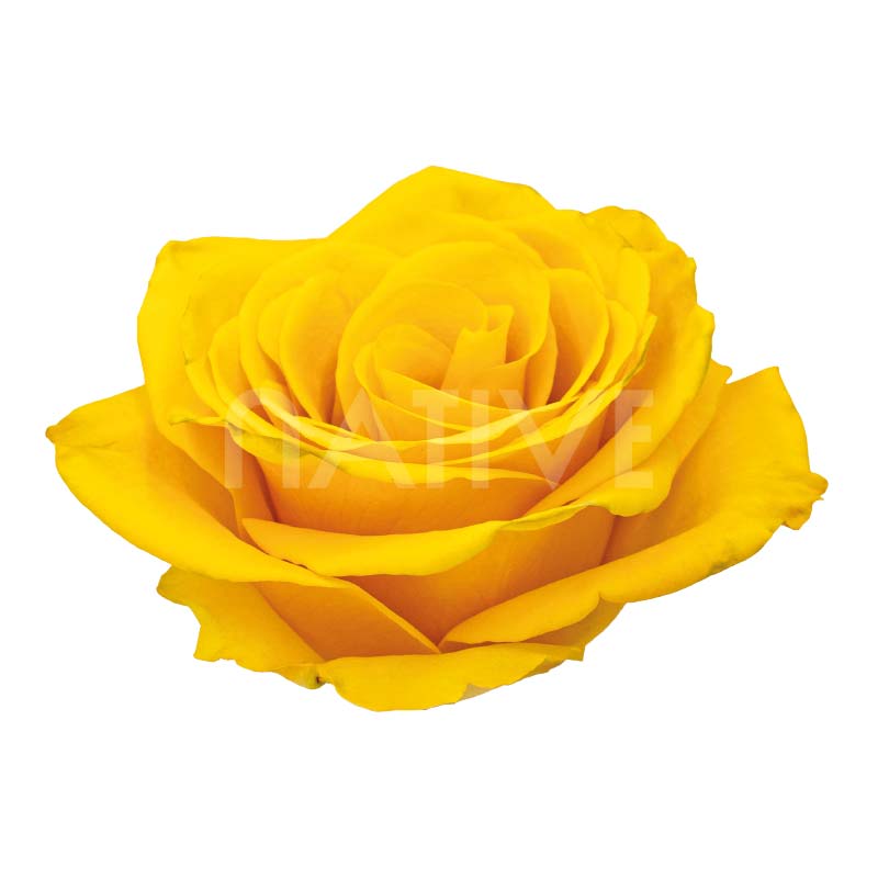 Bumblebee Roses 40 CM