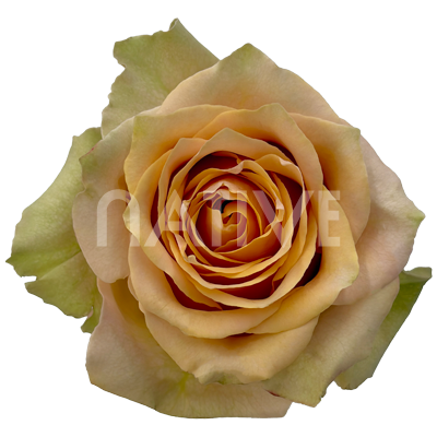 Caramel Macchiato Roses 80 CM - Native Blooms