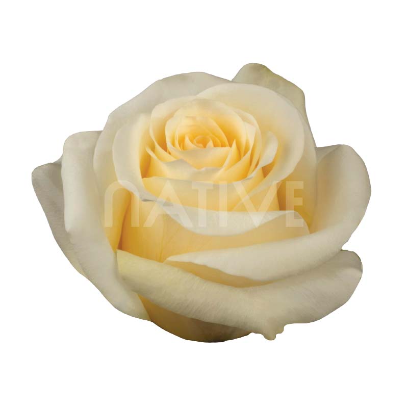 Crème de la Crème Roses 70 CM
