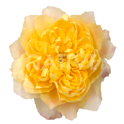 Golden Dragon Fly 80 CM - Native Blooms