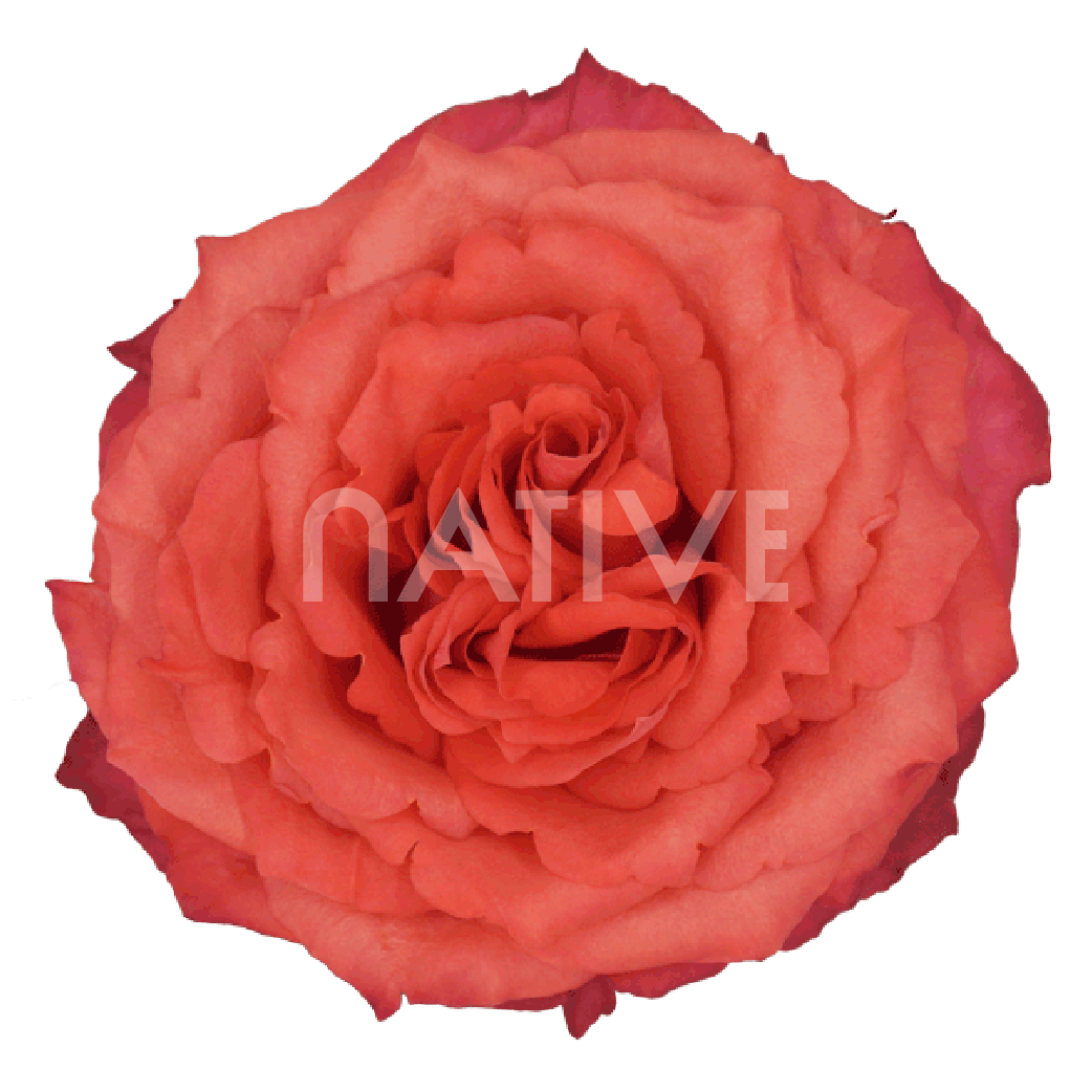 Hard Rock Roses 50 CM - Native Blooms