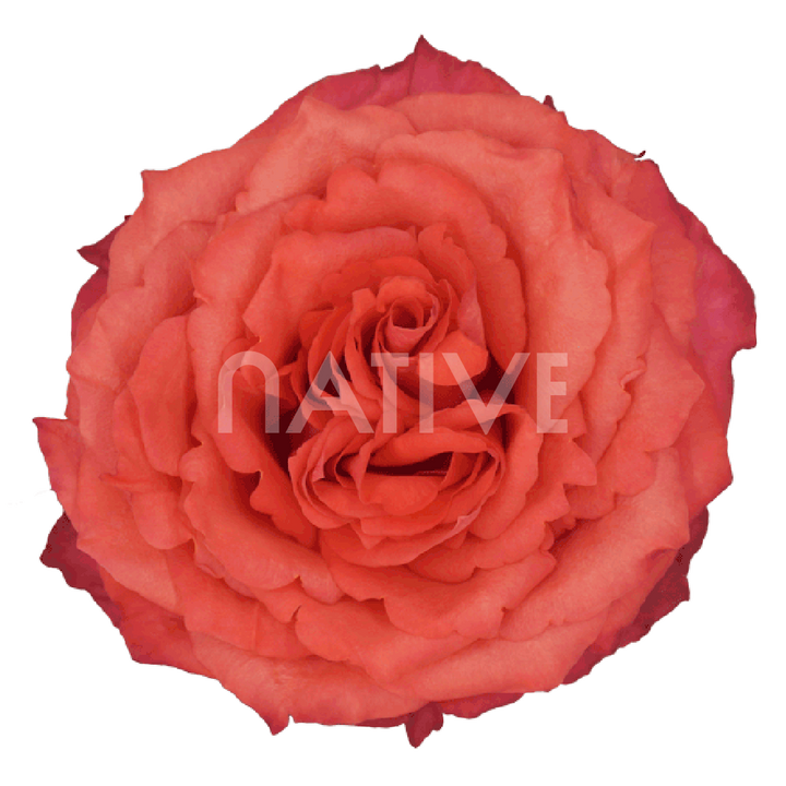 Hard Rock Roses 50 CM - Native Blooms