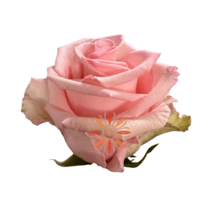 Unforgiven Roses 60 CM