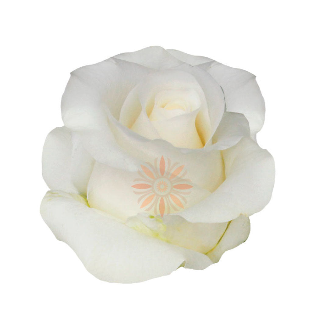 Akito Roses