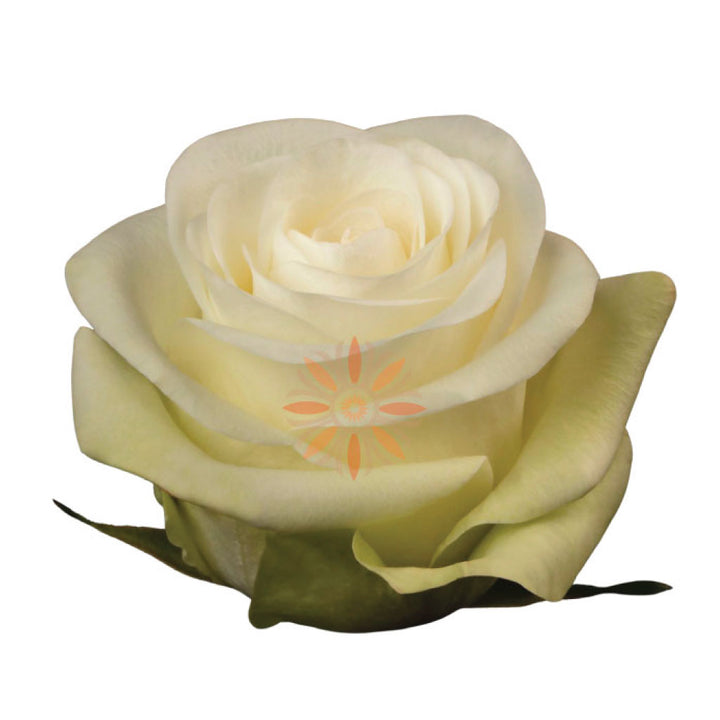 Alba Roses 40 CM