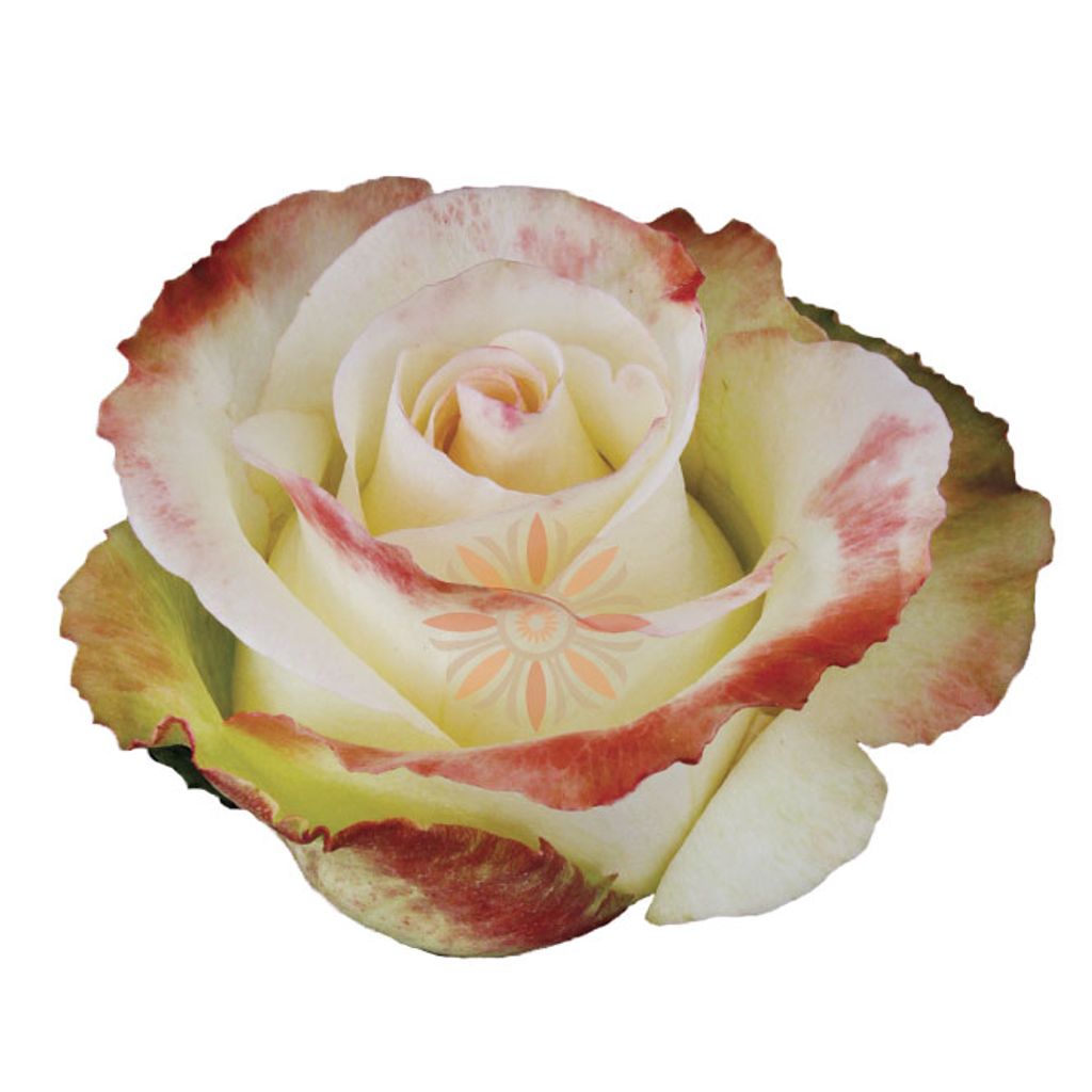 Aubade Roses 50 CM
