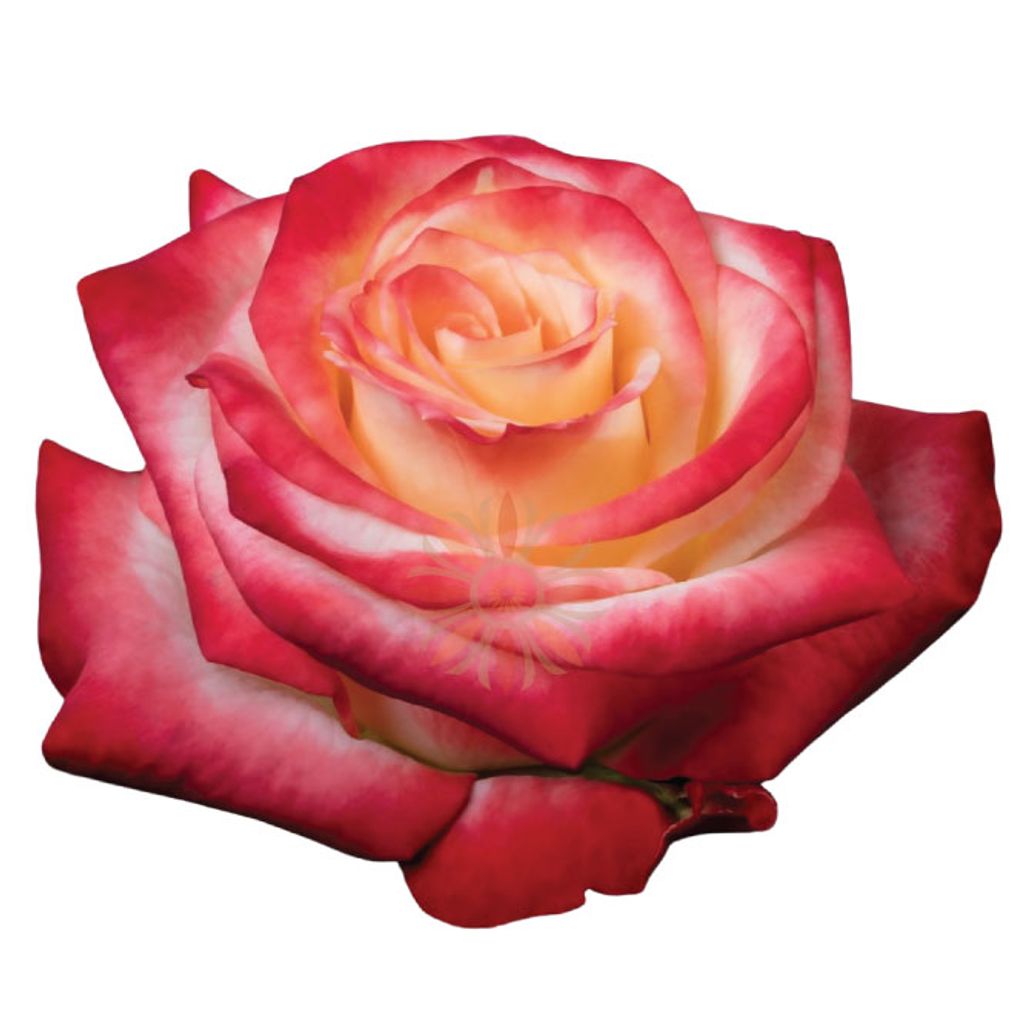 Cabaret Roses
