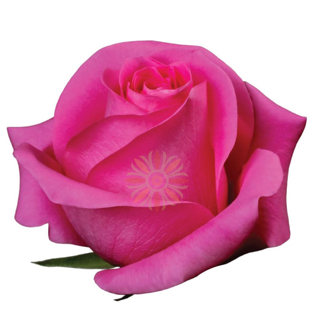 Cherry O! Roses 40 CM