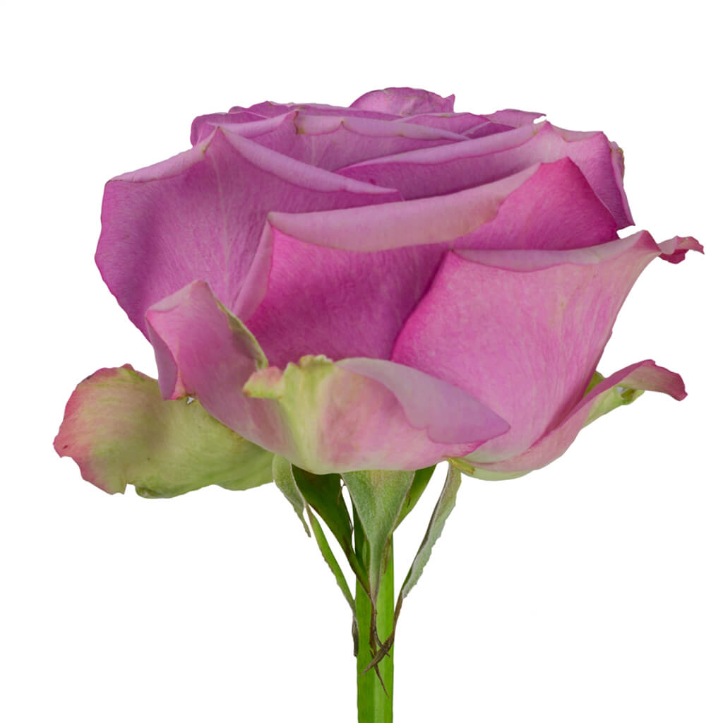 Cool Water Roses - Asiri Blooms
