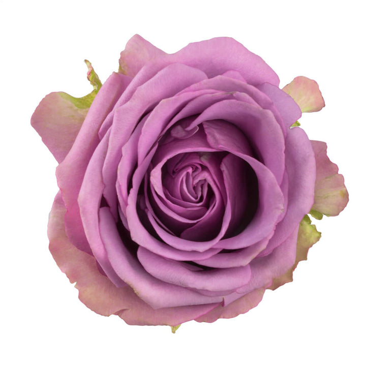 Cool Water Roses - Asiri Blooms