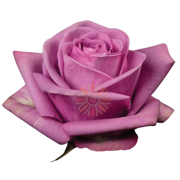 Cool Water Roses 50 CM