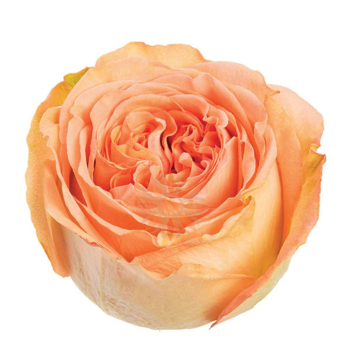 Country Home Roses 80 CM