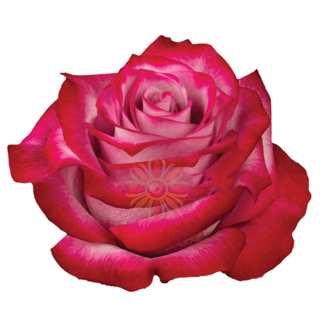 Deep Purple Roses 50 CM
