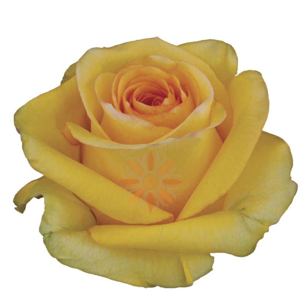 Déjà Vu Roses 70 CM