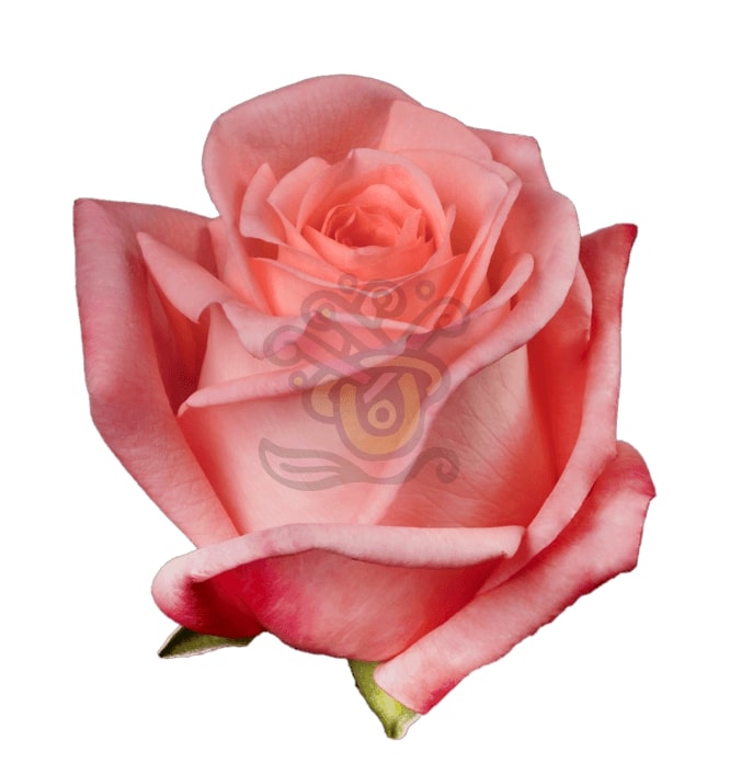 Engagement Roses - Native Blooms