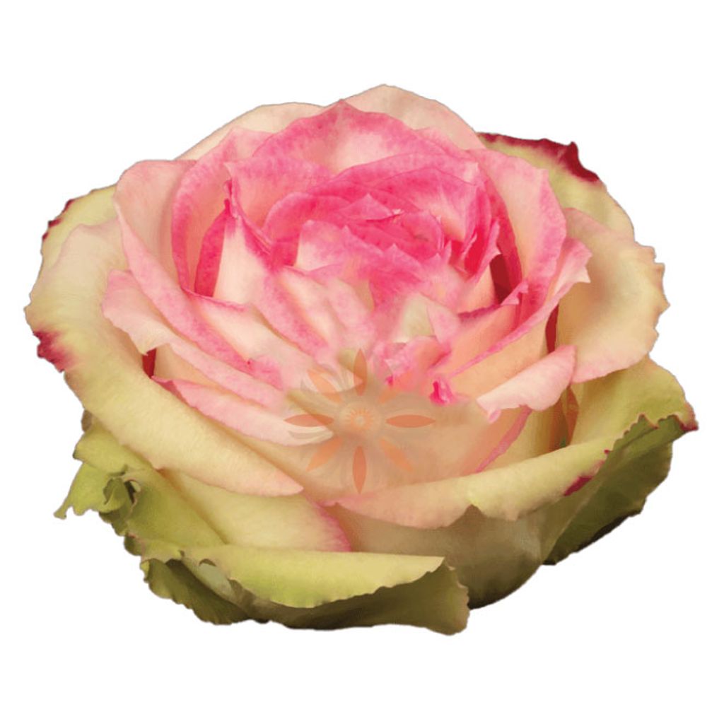 Esperance Roses 50 CM