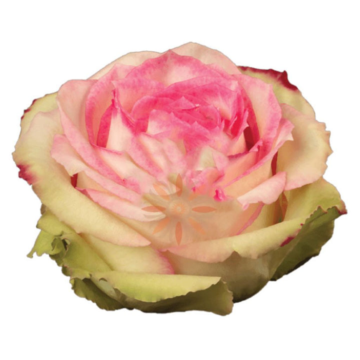 Esperance Roses 50 CM