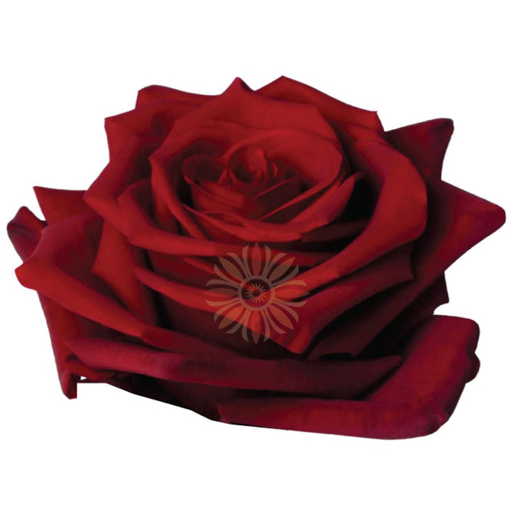 Explorer Roses 40 CM