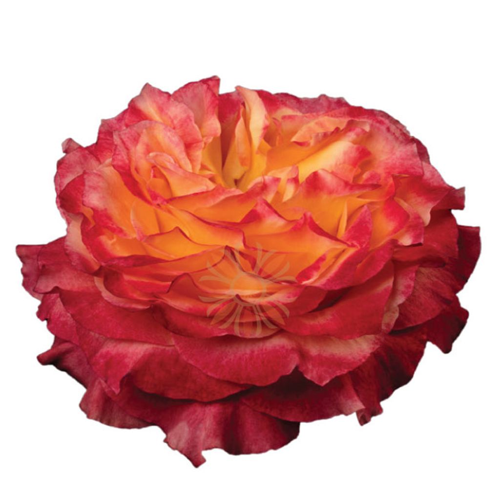 Free Spirit Roses 80 CM