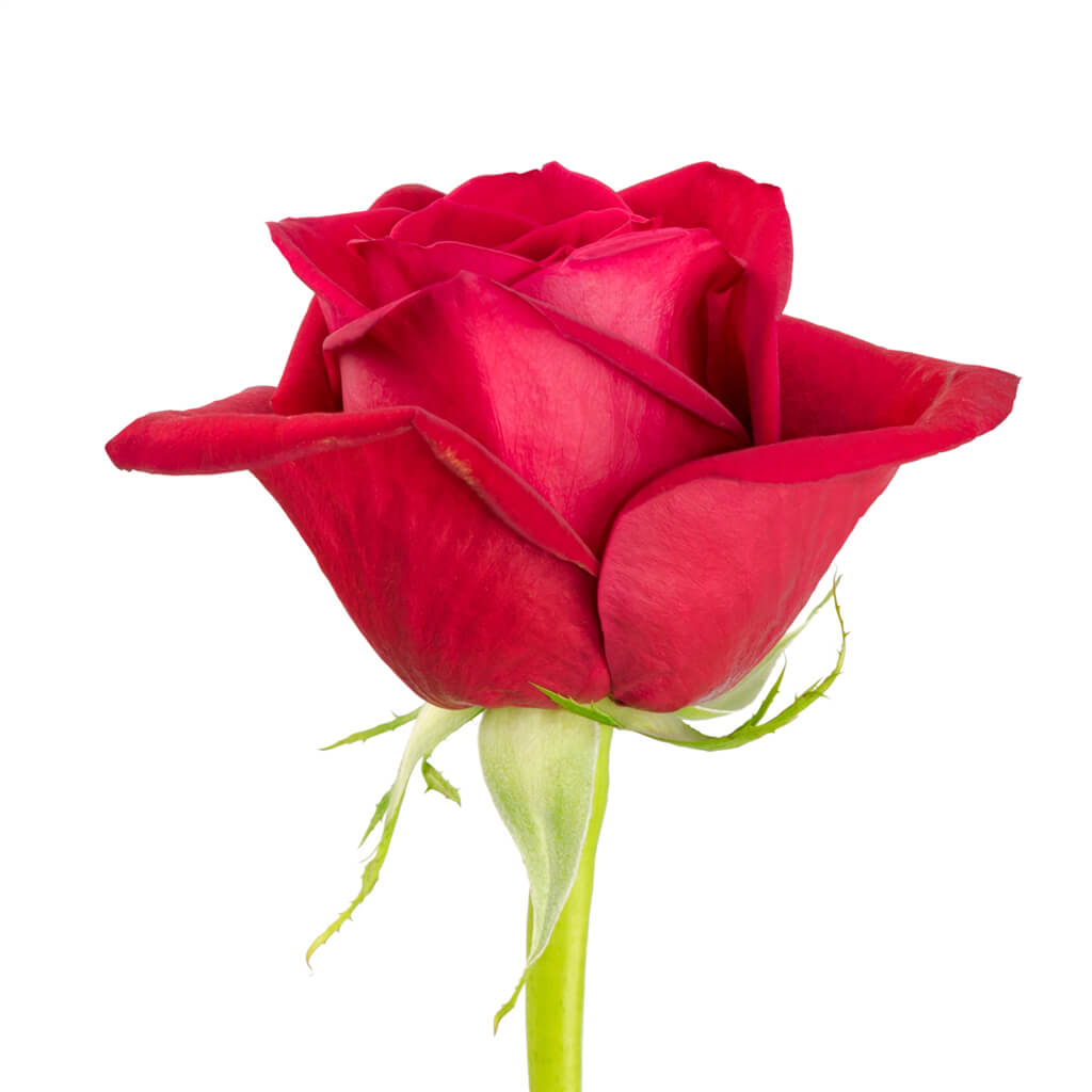 Freedom Roses - Asiri Blooms