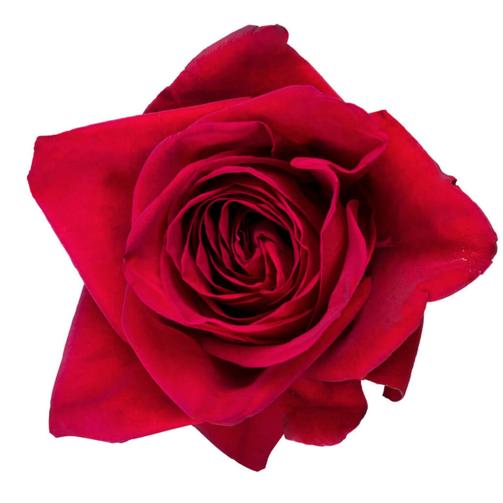 Freedom Roses - Asiri Blooms