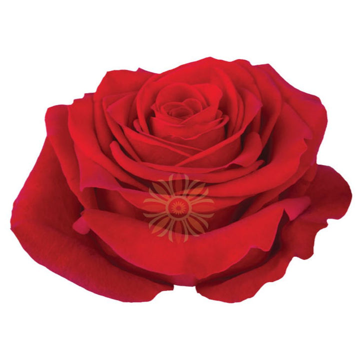 Freedom Roses 50 CM