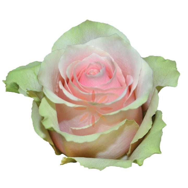 Frutteto Roses 70 CM