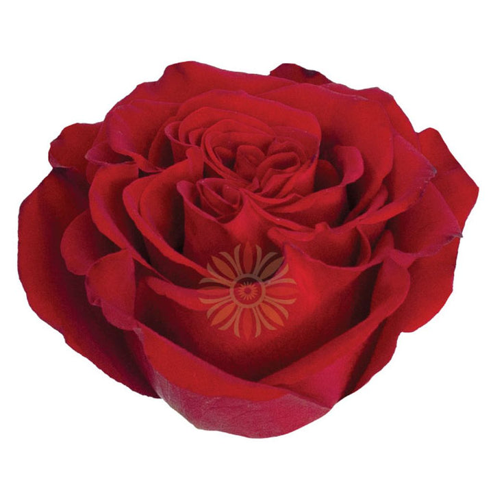 Hearts Roses 50 CM