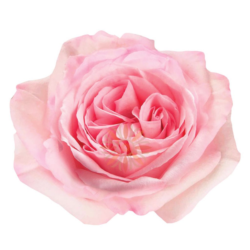 Pink O'hara Roses 40 CM