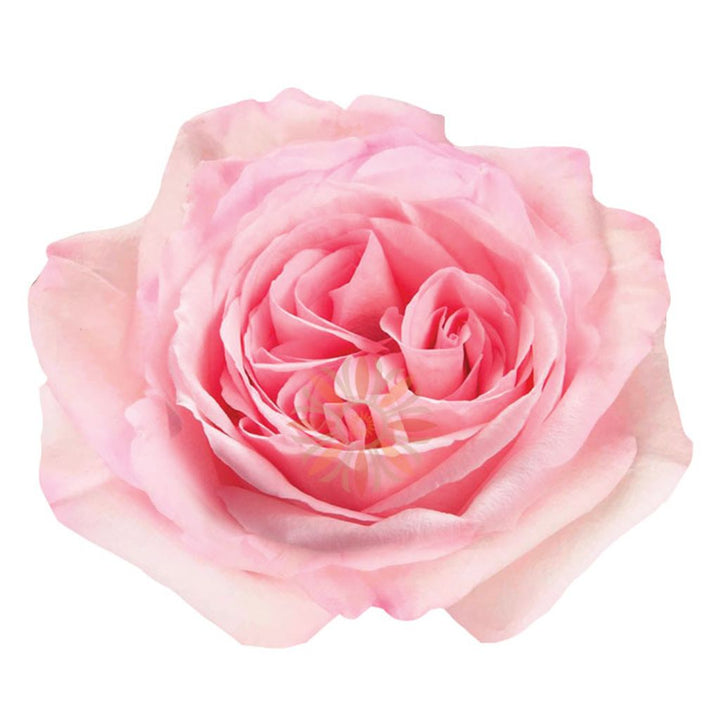 Pink O'hara Roses 40 CM