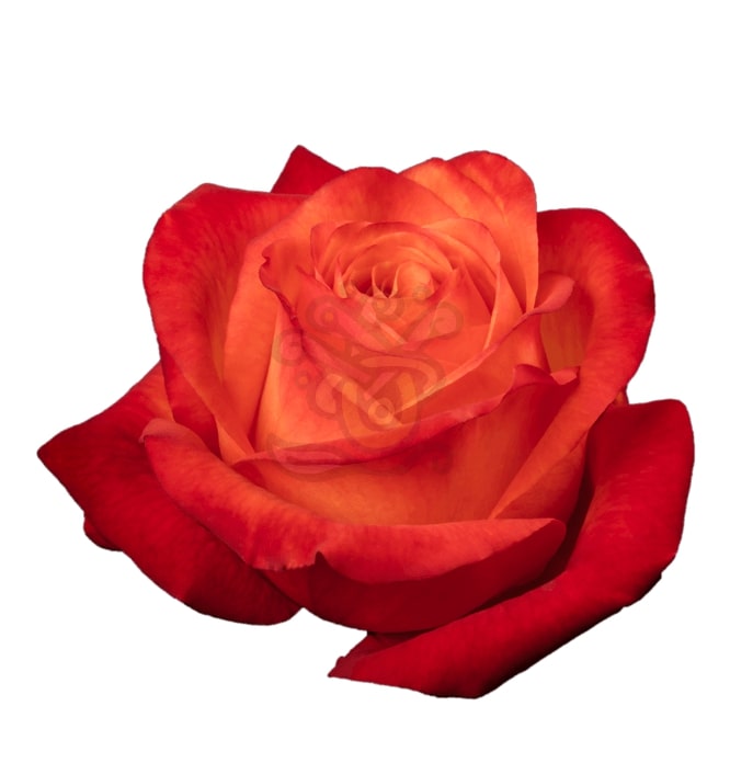 High & Intenzz Roses - Native Blooms