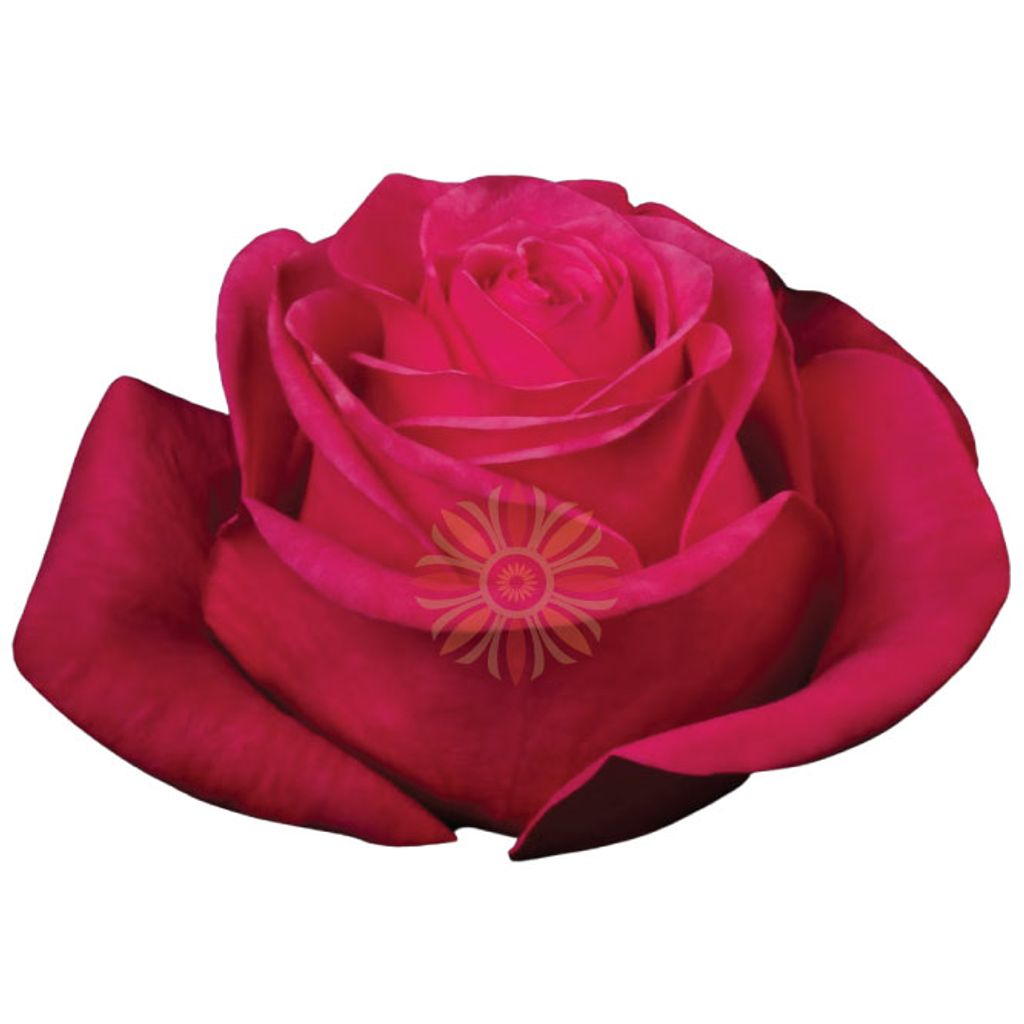 Hot Princess Roses 40 CM