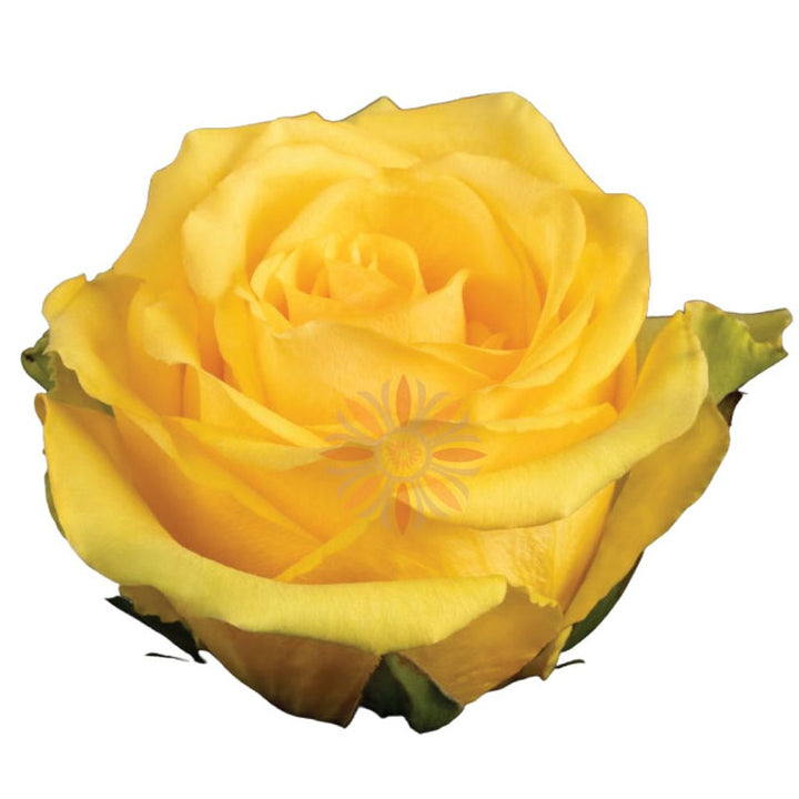 Idole Roses 50 CM