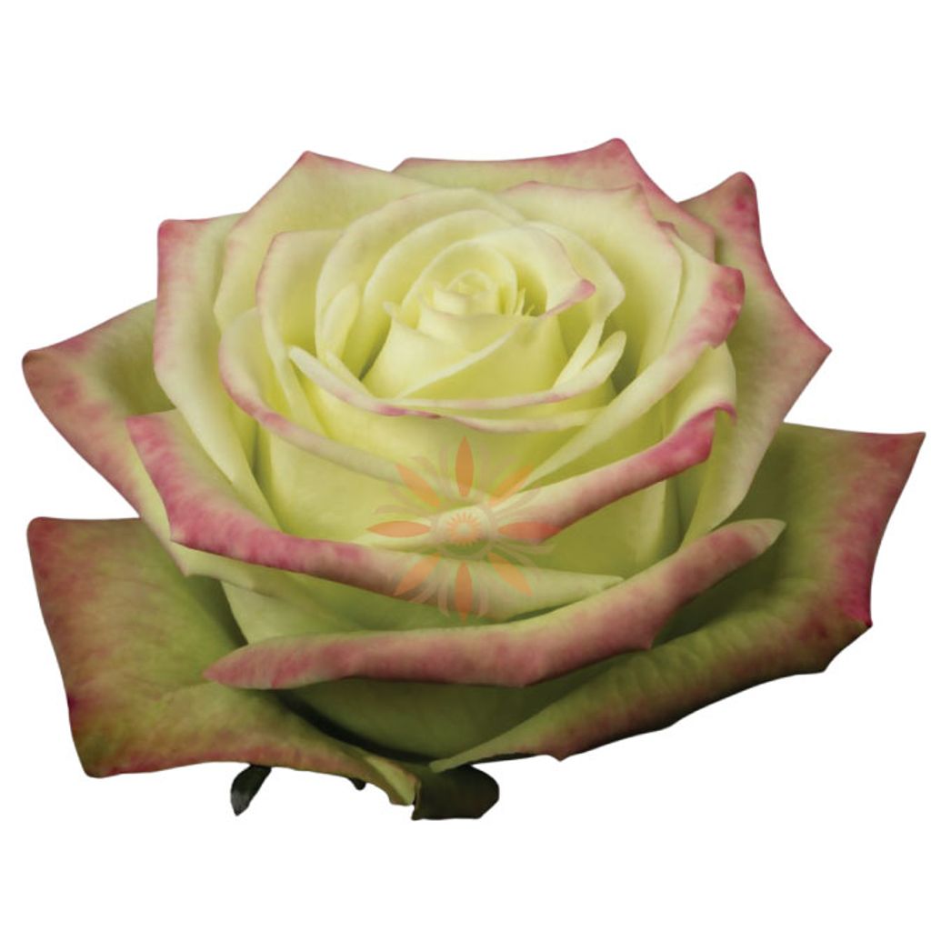 Jade Roses 40 CM