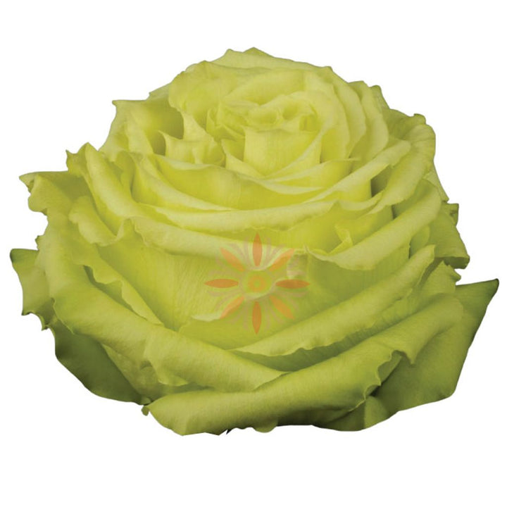 Limonada Roses 50 CM
