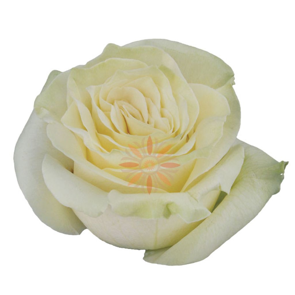 Mondial Roses 50 CM