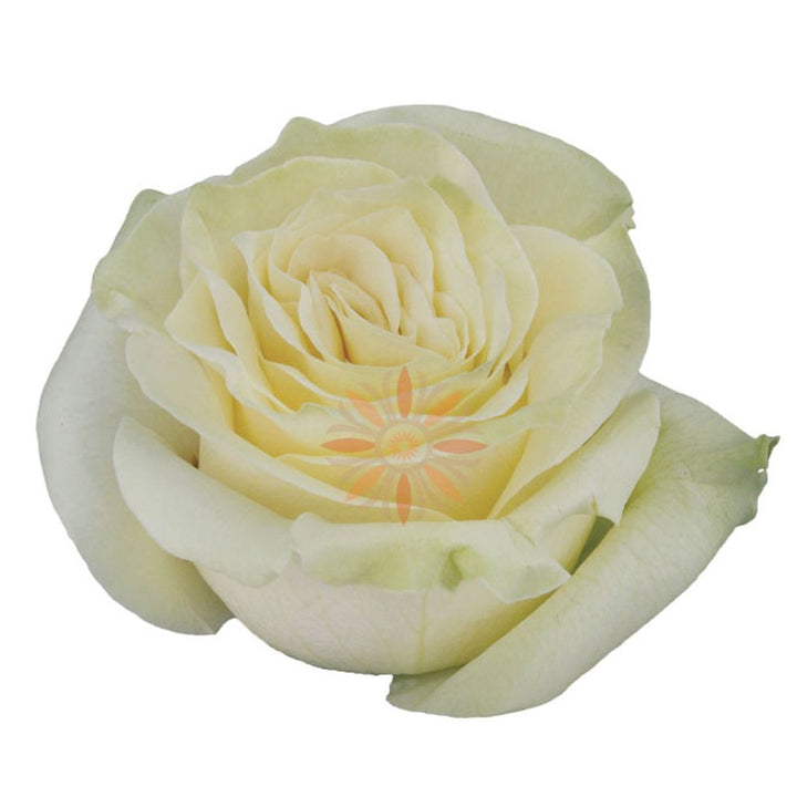 Mondial Roses 50 CM