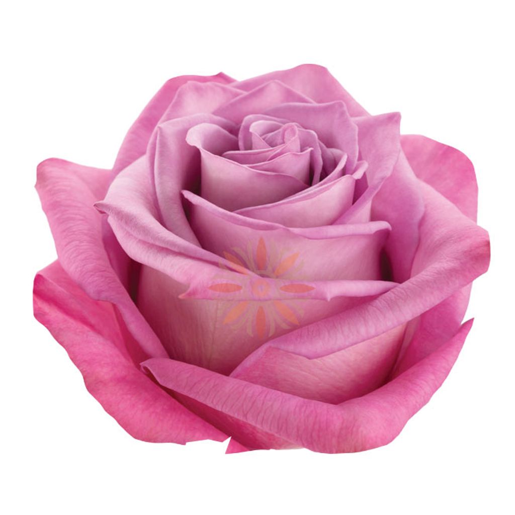 Moody Blues Roses 50 CM