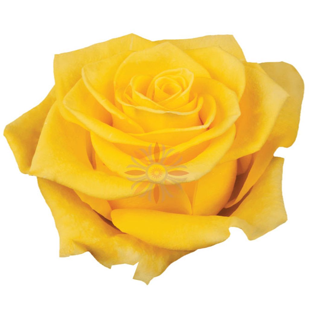 New Yellow Roses 40CM