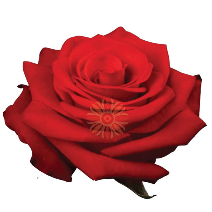 Nina Roses 40 CM