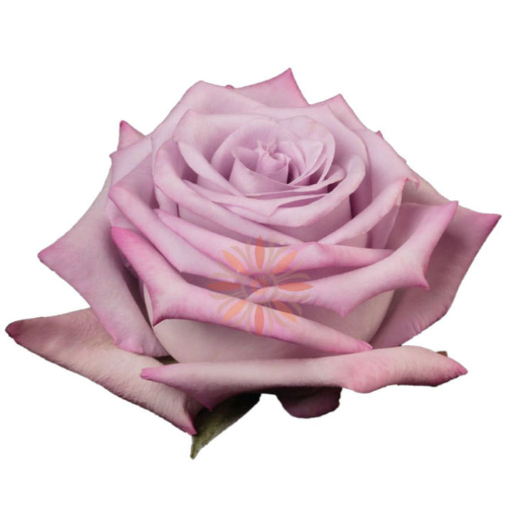 Ocean Song Roses 70 CM