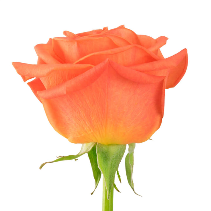Orange Crush Roses - Asiri Blooms